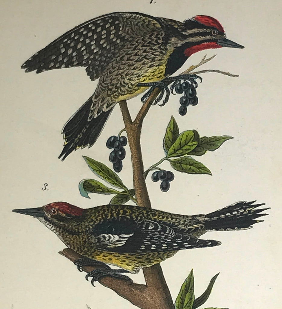 Warren Birds of PA 1890 2nd Ed Chromolithograph "Yellow-bellied Sapsucker"