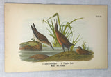 Warren Birds of PA 1890 2nd Ed Chromolithograph "Least Sandpiper Virginia Rail"