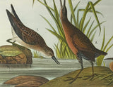 Warren Birds of PA 1890 2nd Ed Chromolithograph "Least Sandpiper Virginia Rail"
