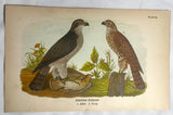Warren Birds of PA 1890 2nd Ed Chromolithograph  "American Goshawk"