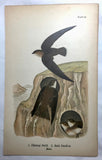 Warren Birds of PA 1890 2nd Chromolithograph Chimney Swift Bank Swallow