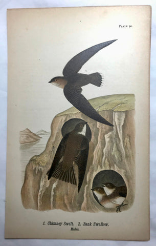 Warren Birds of PA 1890 2nd Chromolithograph Chimney Swift Bank Swallow