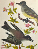 Warren Birds of PA 1890 2nd Chromolithograph Crested Flycatcher Phoebe Pewee