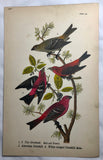 Warren Birds of PA 1890 2nd Chromolithograph Pine Grosbeak American Crossbill