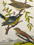 Warren Birds of PA 1890 2nd Chromolithograph Tree Sparrow Snowflake Warbler