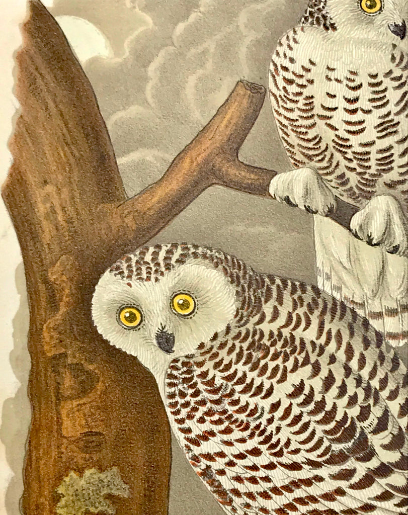 Warren Birds of PA 1890 2nd Chromolithograph Snowy Owl