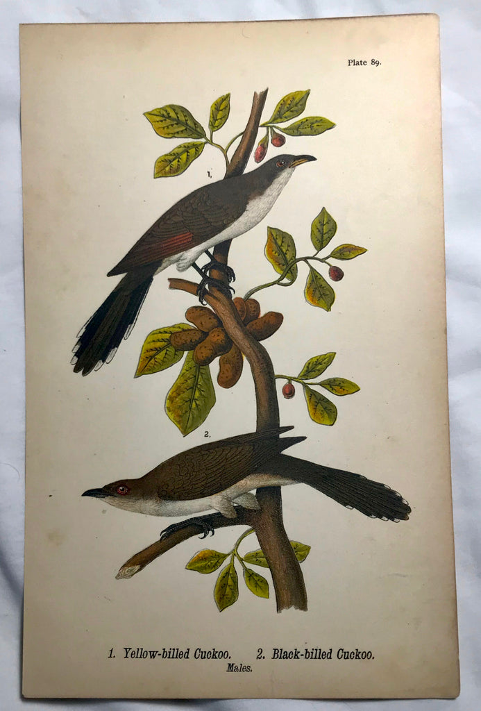 Warren Birds of PA 1890 2nd Chromolithograph Yellow-billed & Black-billed Cuckoo