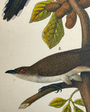 Warren Birds of PA 1890 2nd Chromolithograph Yellow-billed & Black-billed Cuckoo