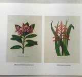 NOS Wholesale Lot 6 Small Vintage Botanicals Reproduction 4"x16" Sheet 5 Prints