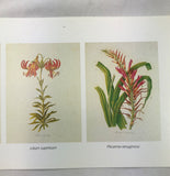 NOS Wholesale Lot 6 Small Vintage Botanicals Reproduction 4"x16" Sheet 5 Prints