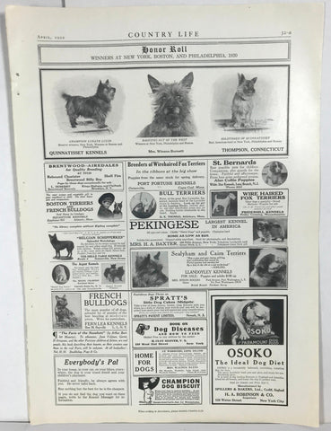 Vtg 1920 Dog Kennel Photo Art Print Ad Terrier Bulldog St. Bernard Airedales